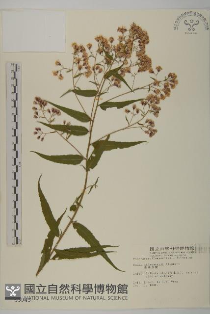 臺灣馬蘭藏品圖，第1張