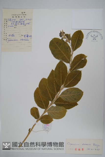 牛皮消、白薇藏品圖，第1張