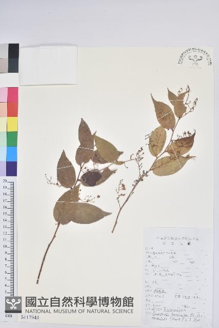 滇白珠藏品圖，第1張