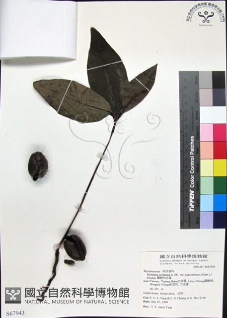 蘭嶼肉豆蔻藏品圖，第1張