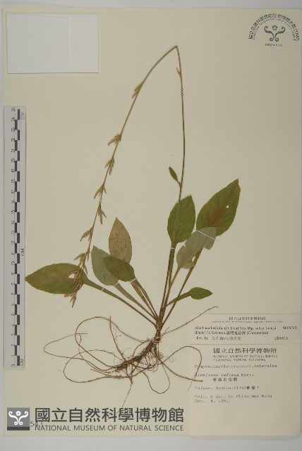 臺灣鬼督郵藏品圖，第1張