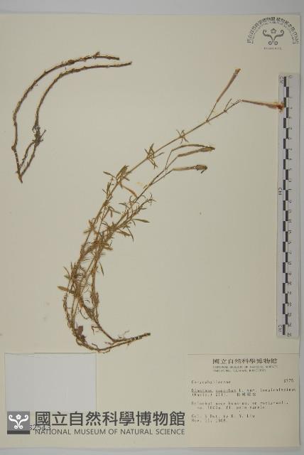 長萼瞿麥藏品圖，第1張