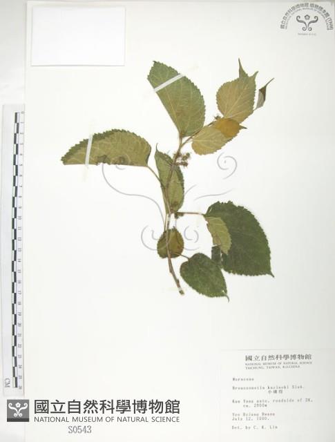 小構樹藏品圖，第1張