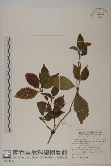 草珊瑚、紅果金粟蘭藏品圖，第1張