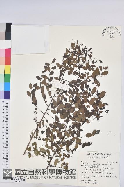 多花油柑、白仔藏品圖，第1張