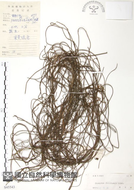 無根草藏品圖，第1張