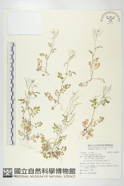 焊菜藏品圖，第1張