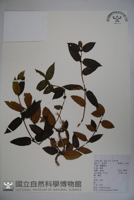 忍冬、金銀花藏品圖，第1張