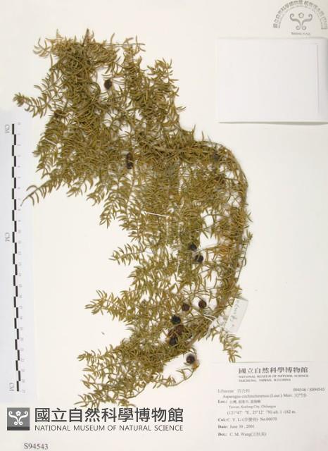 天門冬藏品圖，第1張