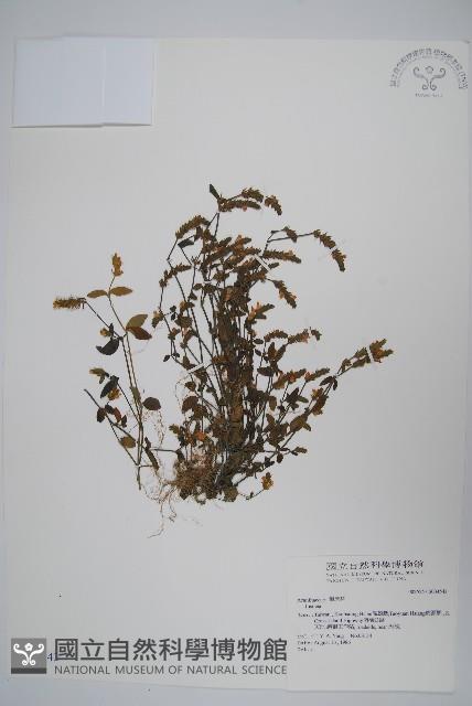 登錄號:S034543藏品圖，第1張