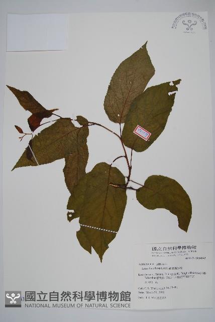 硬齒獼猴桃藏品圖，第1張