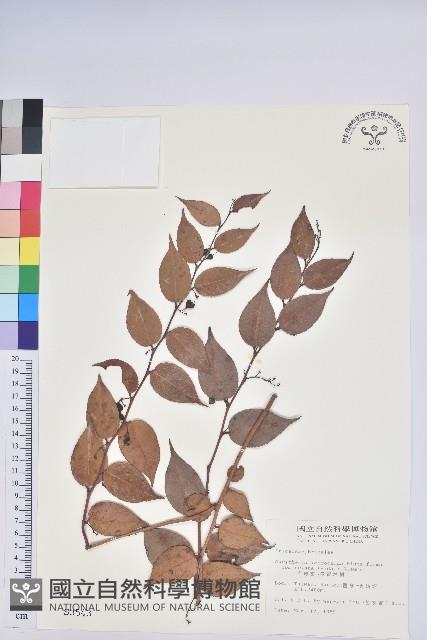 白珠樹藏品圖，第1張