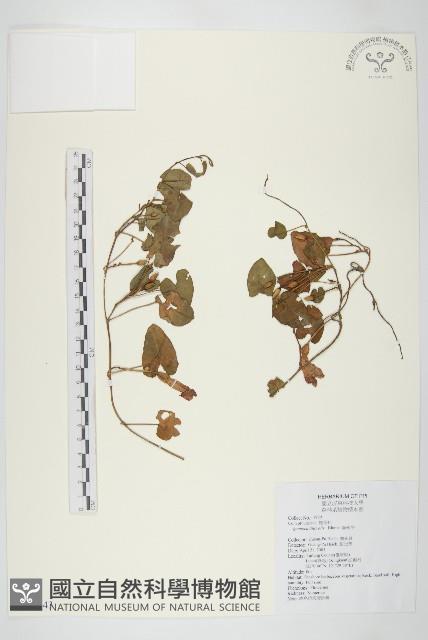 海牽牛藏品圖，第1張