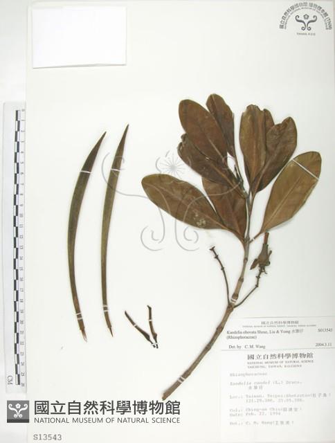 水筆仔藏品圖，第1張