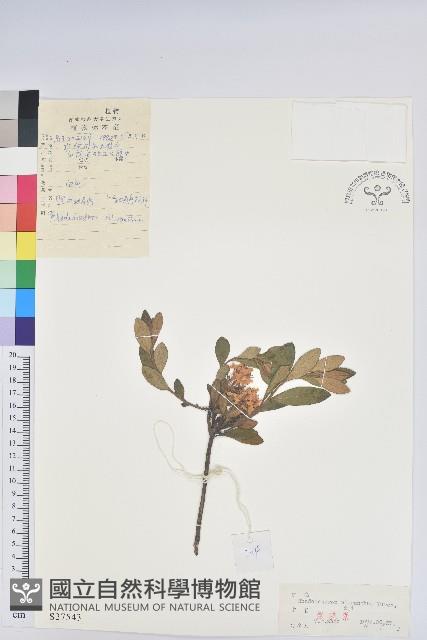 照白杜鵑藏品圖，第1張