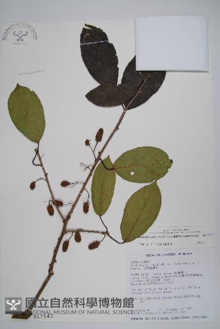 硬齒獼猴桃藏品圖，第1張