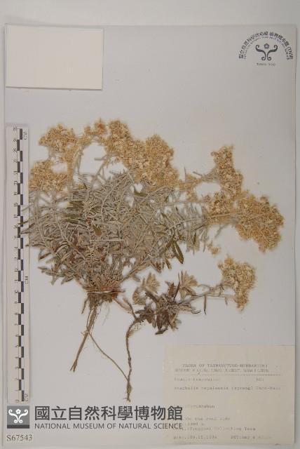 尼泊爾籟簫藏品圖，第1張