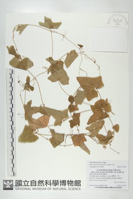 茅瓜藏品圖，第1張