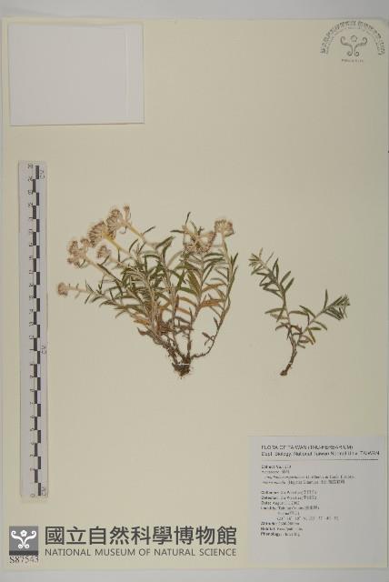 玉山抱莖籟簫藏品圖，第1張