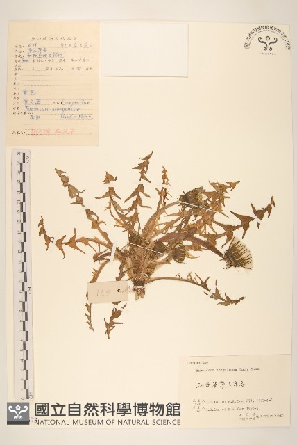 蒲公英藏品圖，第1張