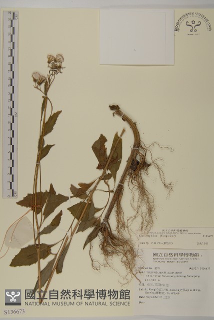 登錄號:S136673藏品圖，第1張