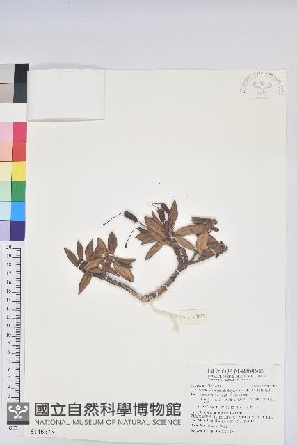 玉山杜鵑藏品圖，第1張