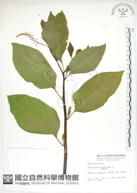 美洲商陸藏品圖，第1張