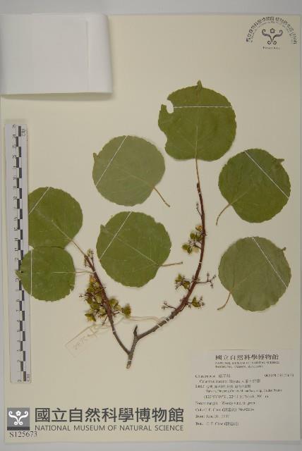 大葉南蛇藤藏品圖，第1張