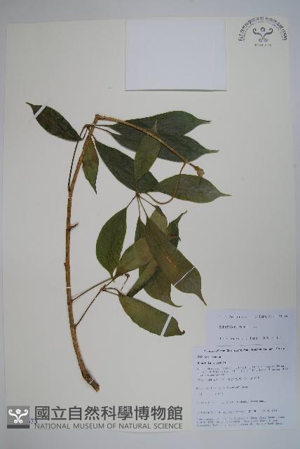 細序鵝掌柴藏品圖，第1張