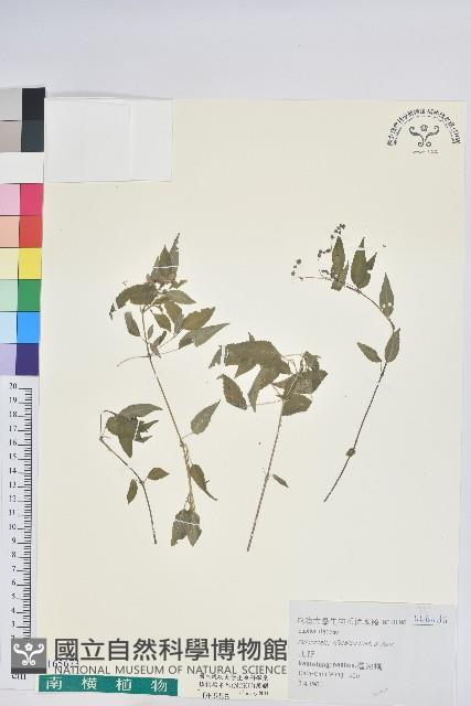 山靛藏品圖，第1張