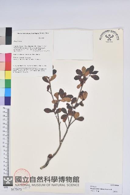 湄公河杜鵑花藏品圖，第1張