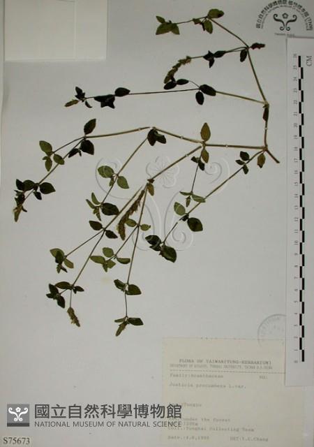 爵床藏品圖，第1張