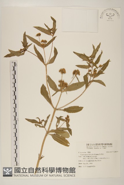 黃頂菊藏品圖，第1張
