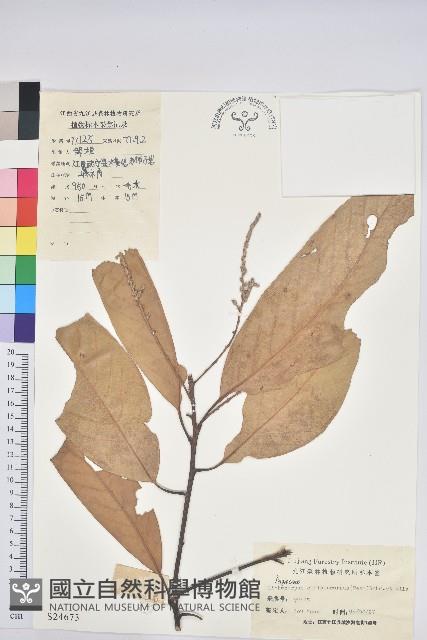 包槲柯藏品圖，第1張