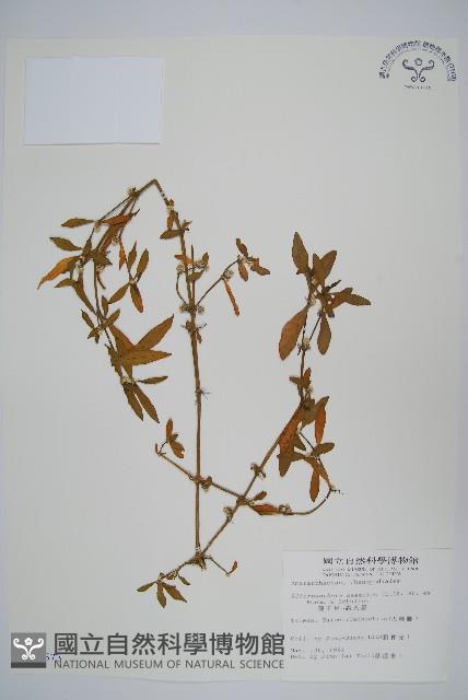 蓮子草藏品圖，第1張