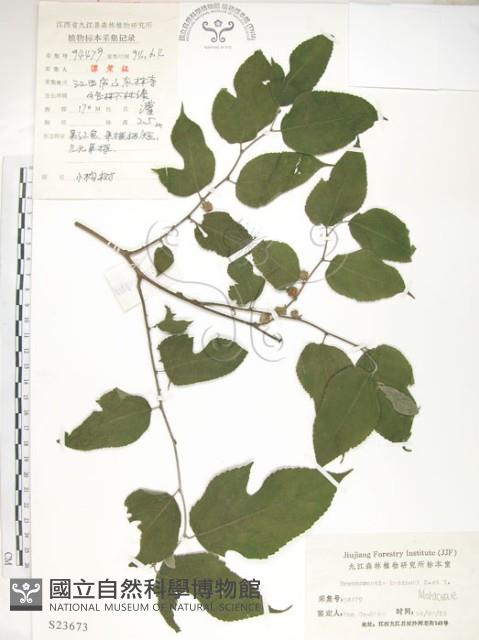 小構樹藏品圖，第1張