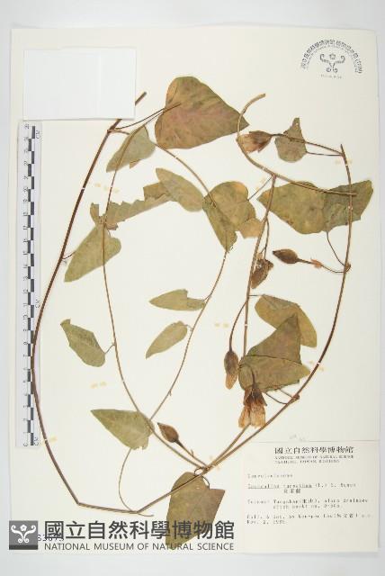 盒果藤藏品圖，第1張