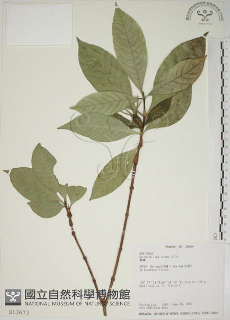 山黃梔藏品圖，第1張