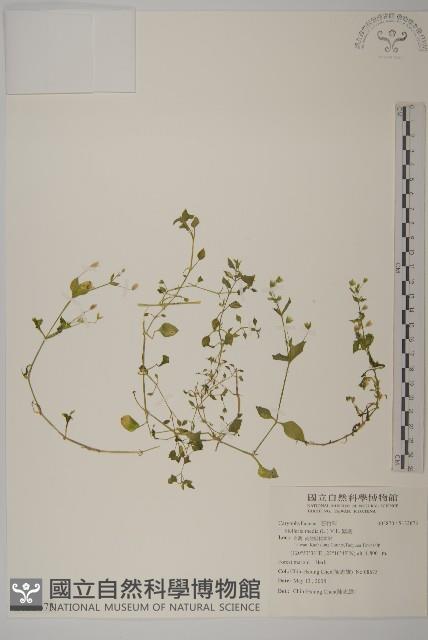 繁縷藏品圖，第1張