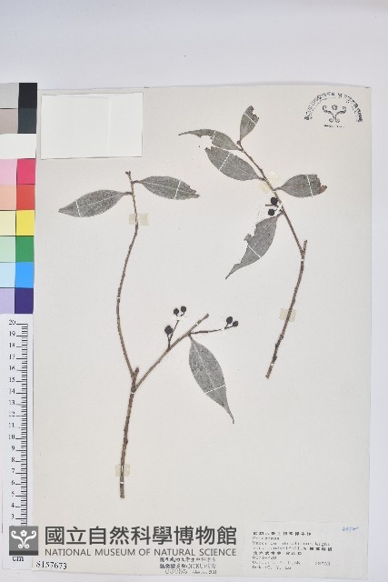 珍珠花、長尾葉越橘藏品圖，第1張