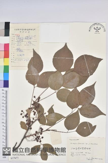 重陽木藏品圖，第1張