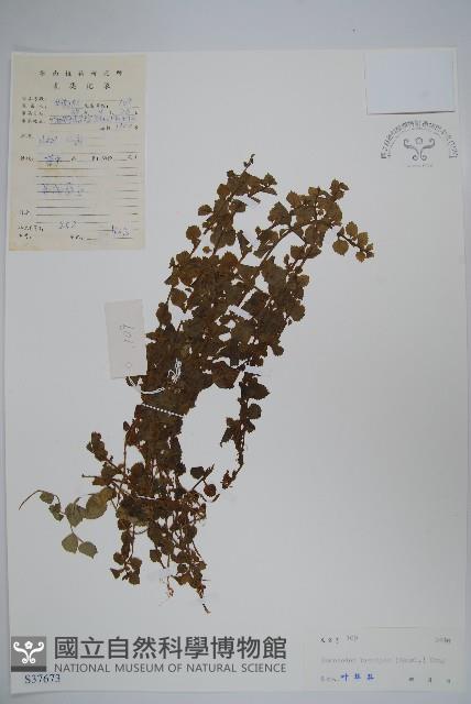 同鐘花藏品圖，第1張