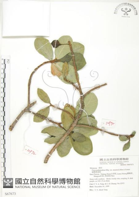 鵝鑾鼻蔓榕藏品圖，第1張