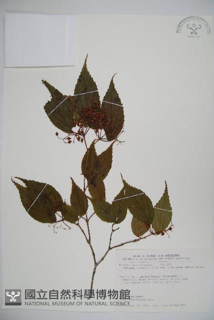 紅子莢迷藏品圖，第1張