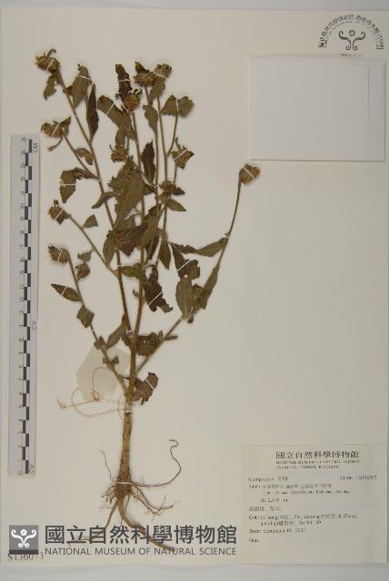 登錄號:S136073藏品圖，第1張