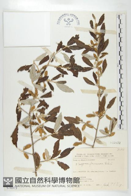 臺灣胡頹子藏品圖，第1張