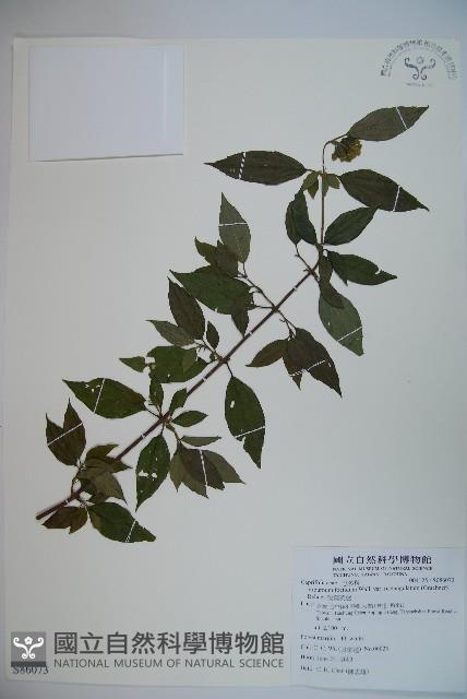 狹葉莢迷藏品圖，第1張