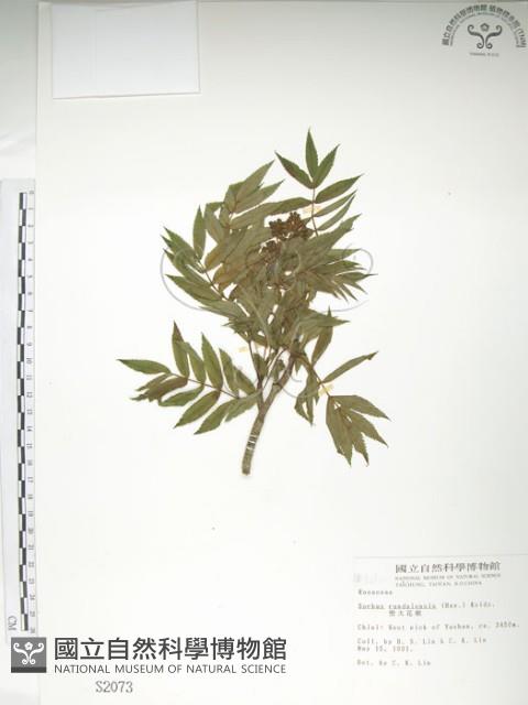 巒大花楸藏品圖，第1張