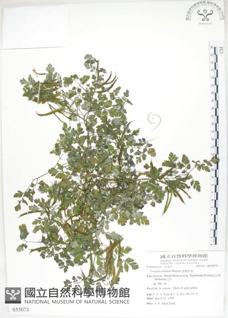 臺灣黃菫藏品圖，第1張