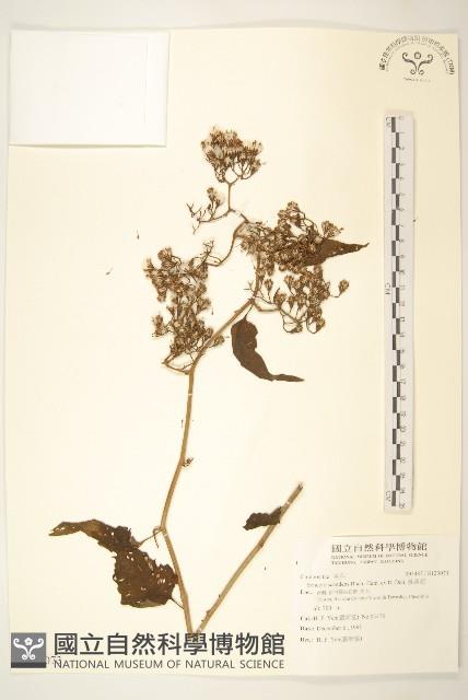 蔓黃菀藏品圖，第1張